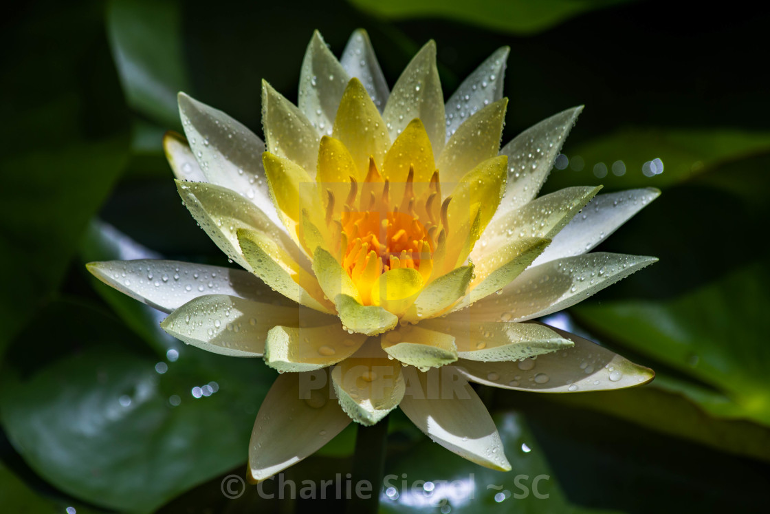 Golden lotus 2